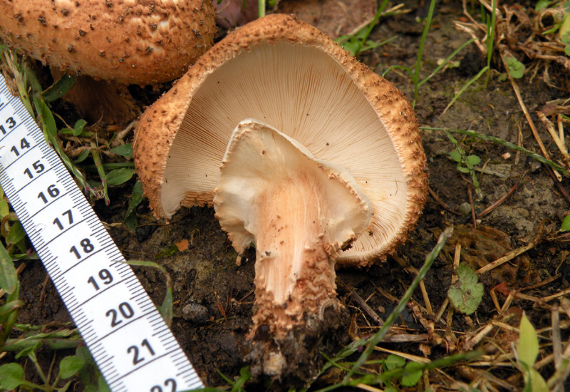Lepiota aspera